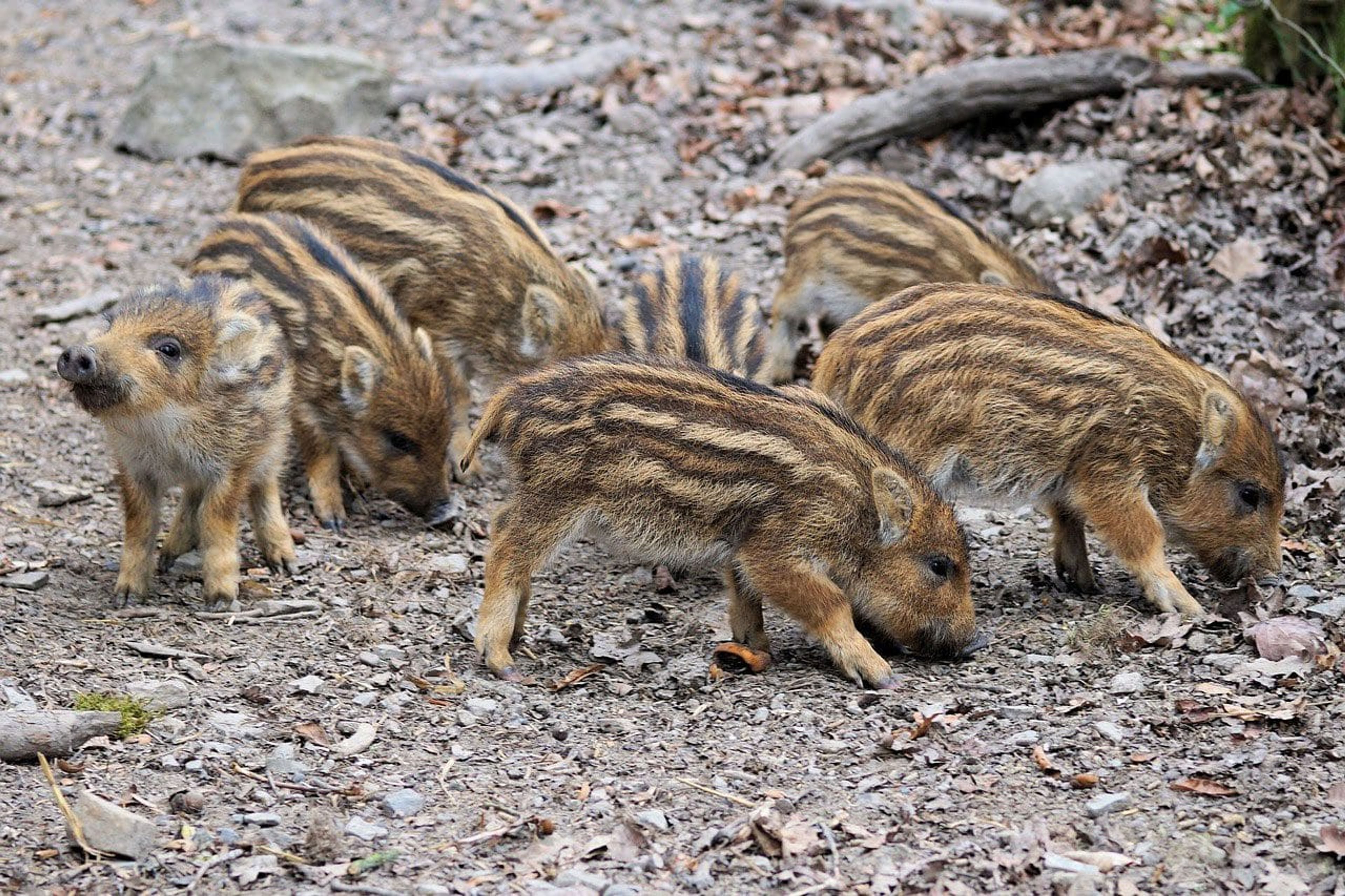 Article Header Image