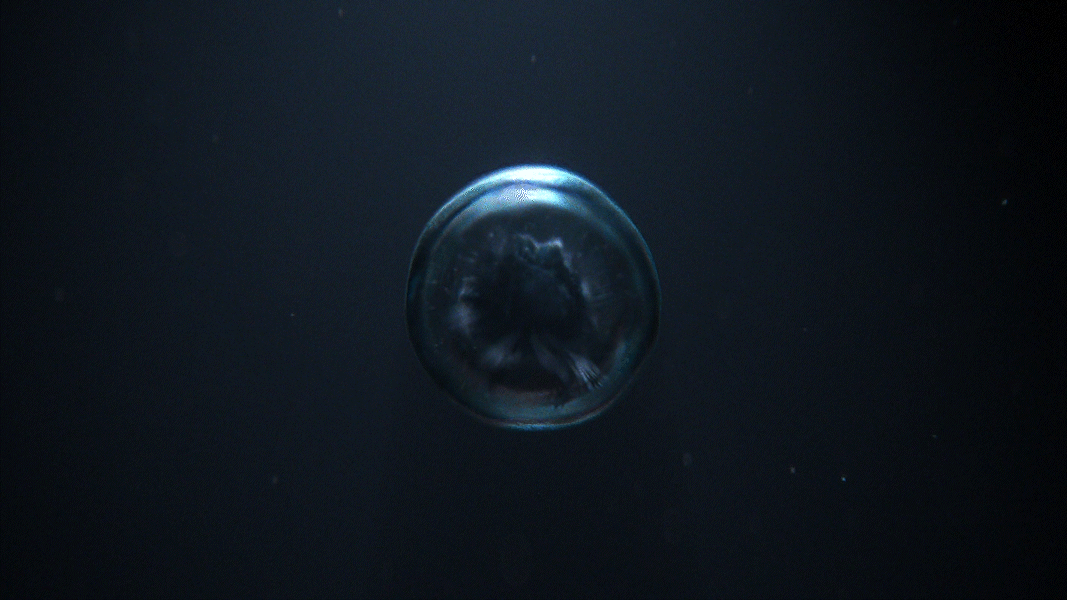 FX Alien: Earth, image 2