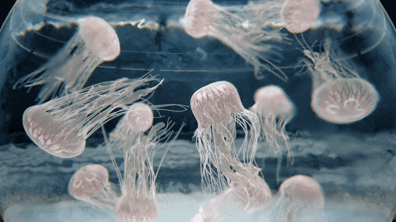 TEDx Sydney 2019 - Main Titles, image 4