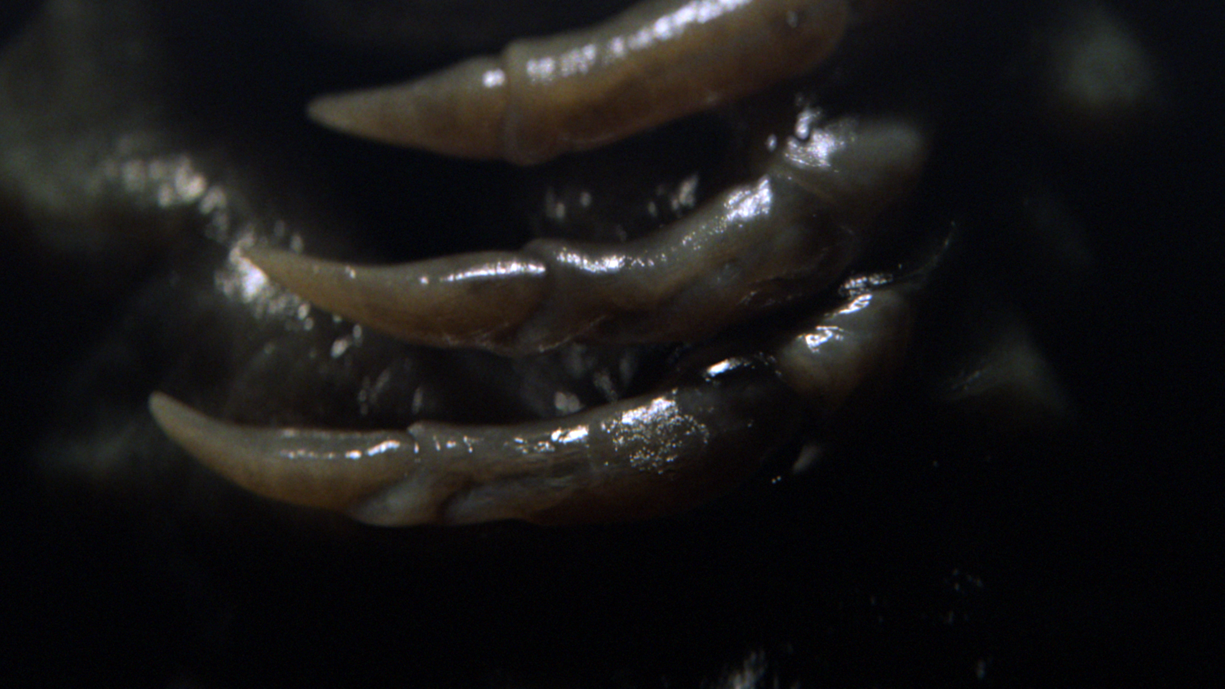 FX Alien: Earth, image 9