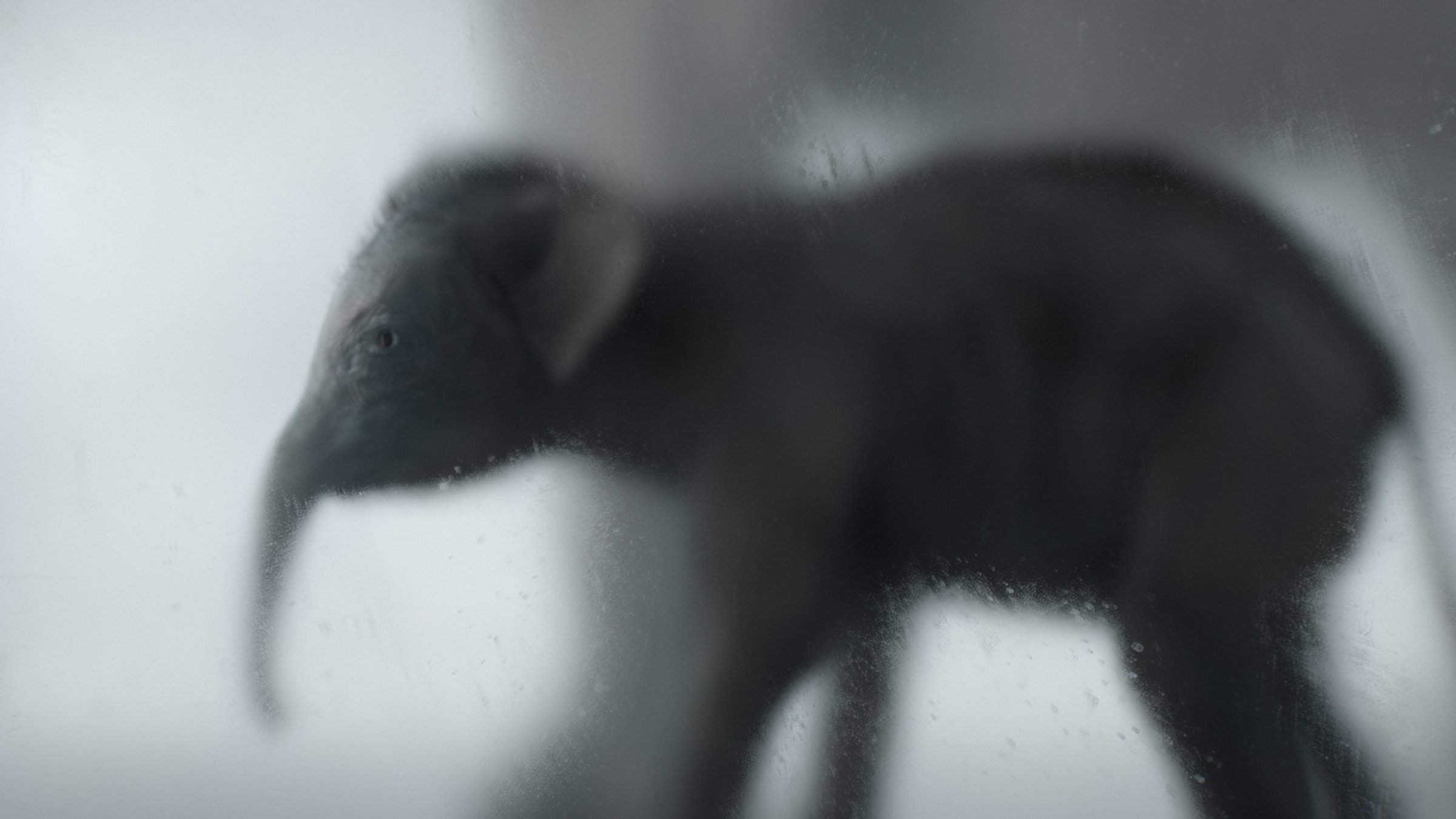 TEDx Sydney 2019 - Main Titles, image 19