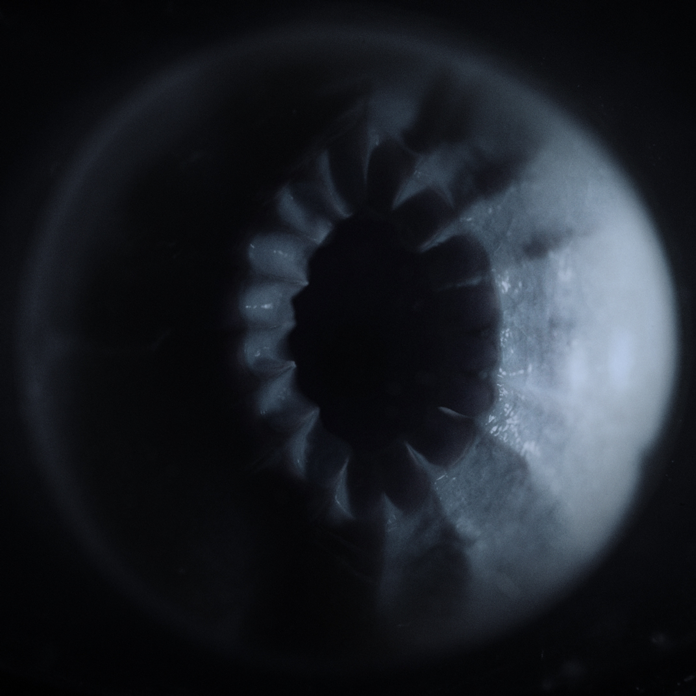 FX Alien: Earth, image 34