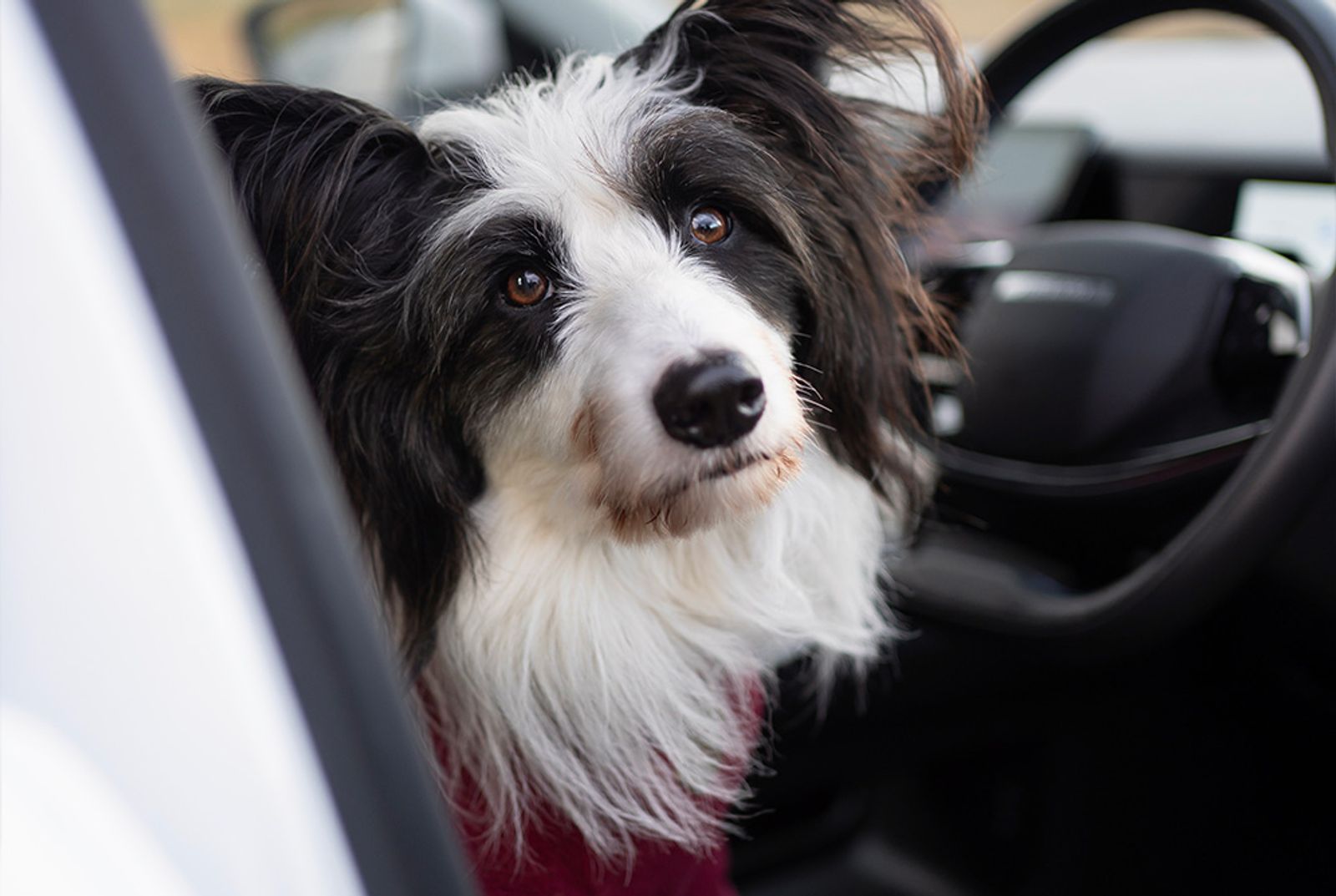 Dog with JAECOO 5 pet accessories