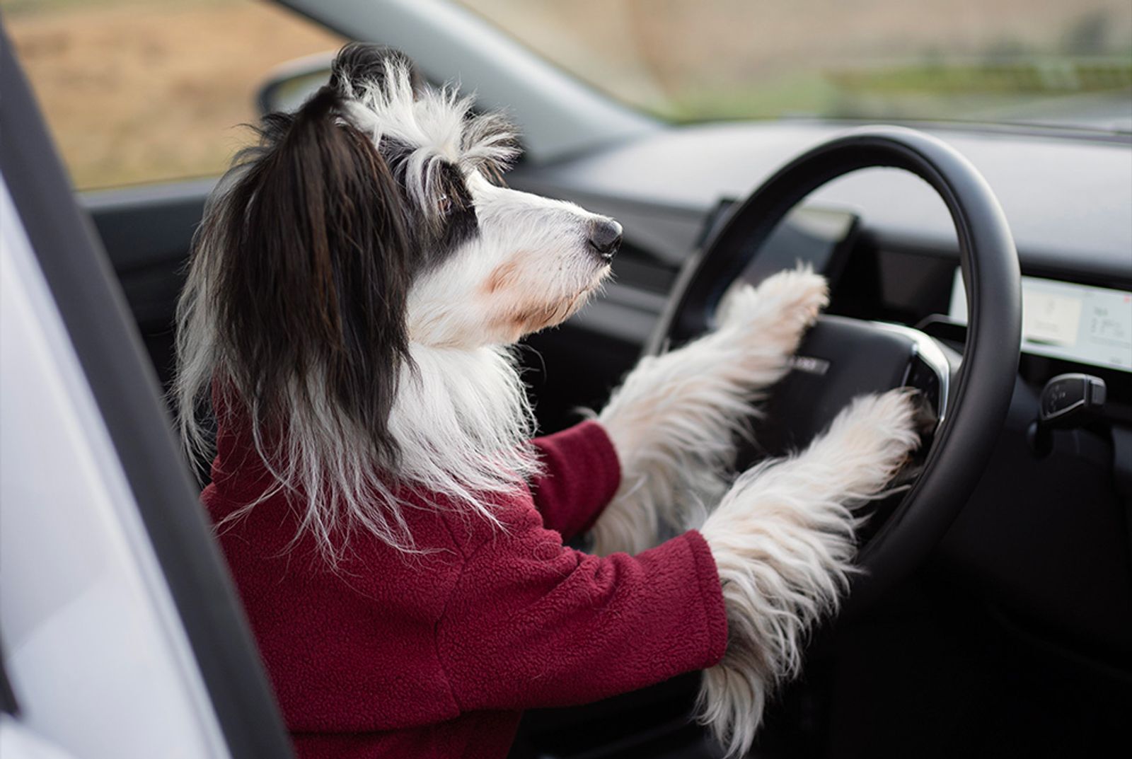 Dog with JAECOO 5 pet accessories