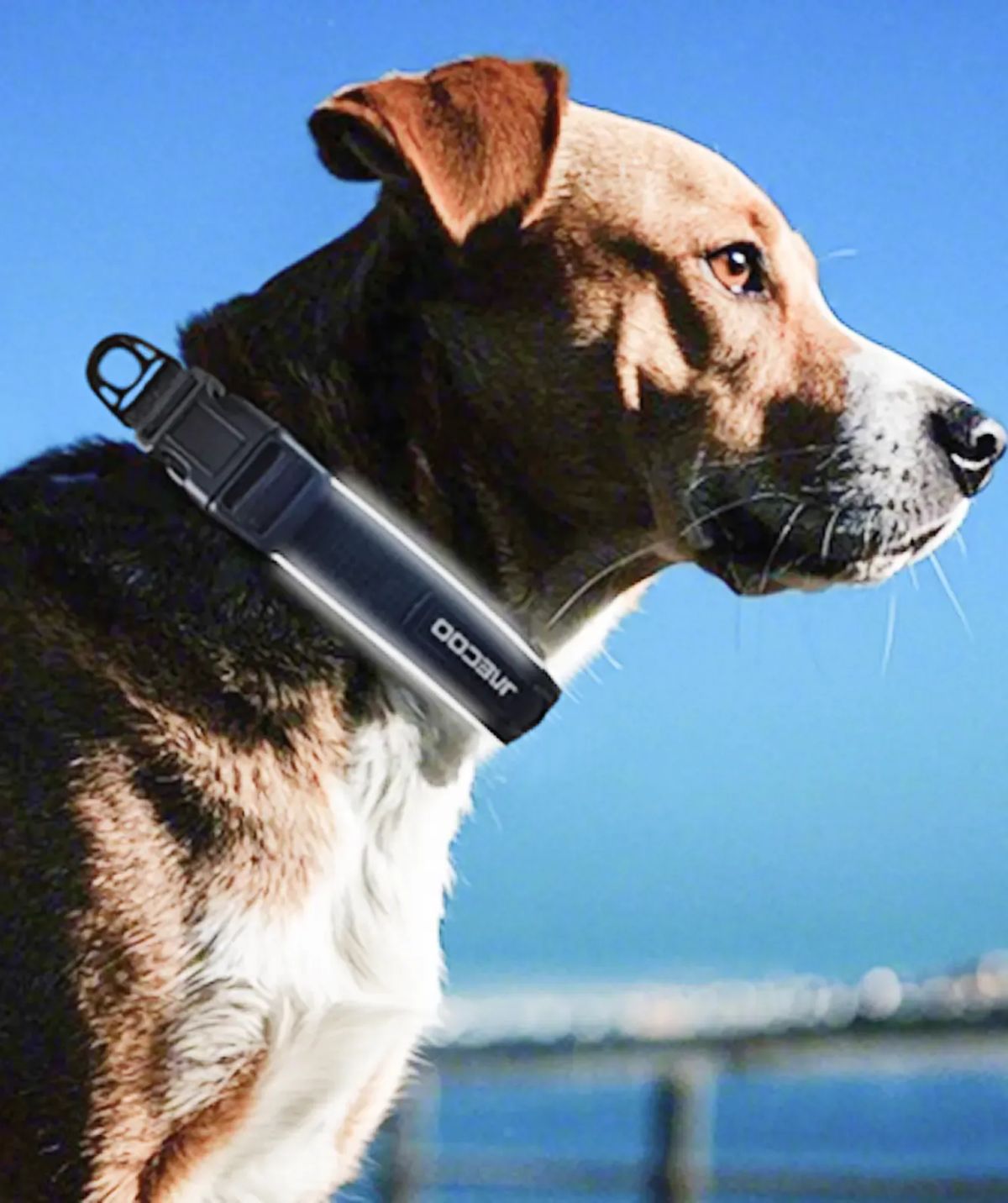 Dog wearing the genuine JAECOO collar outdoors