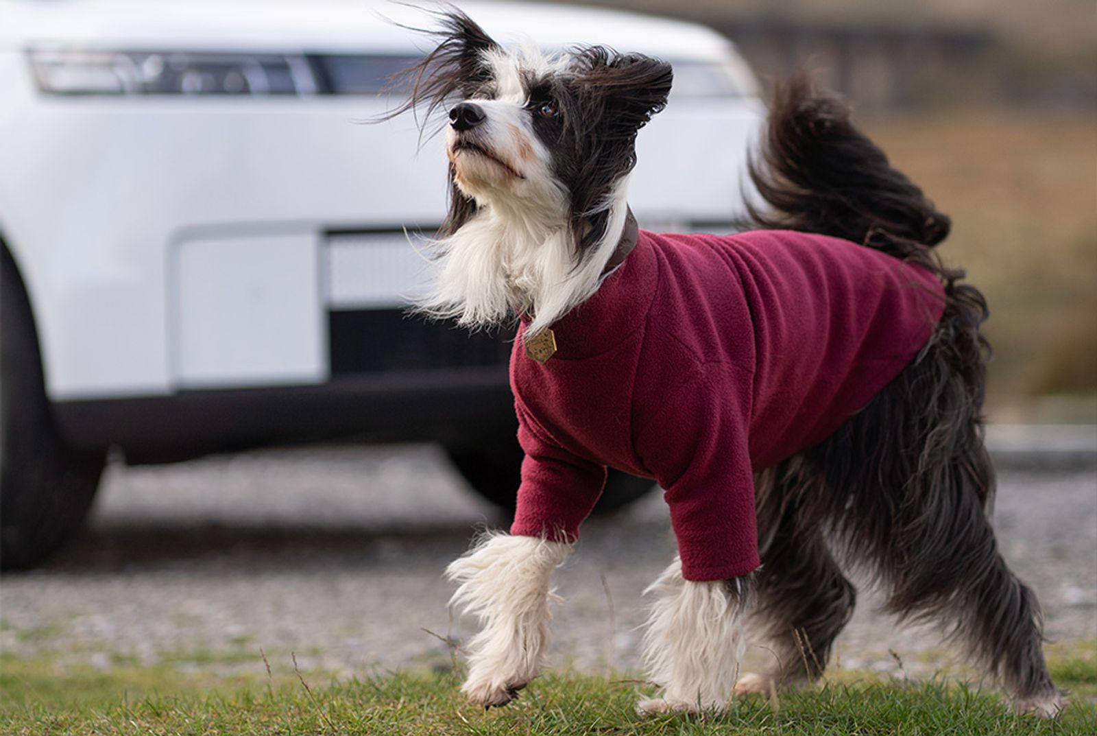 JAECOO 5 pet accessory