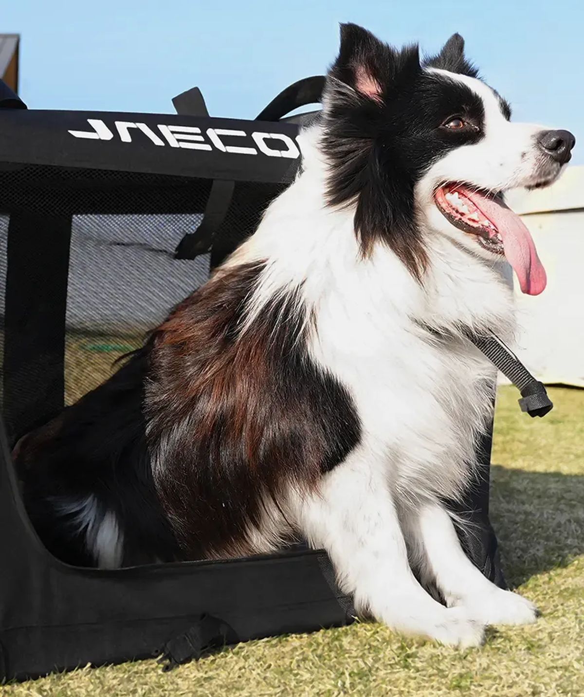 Dog sitting in the open JAECOO pet crate