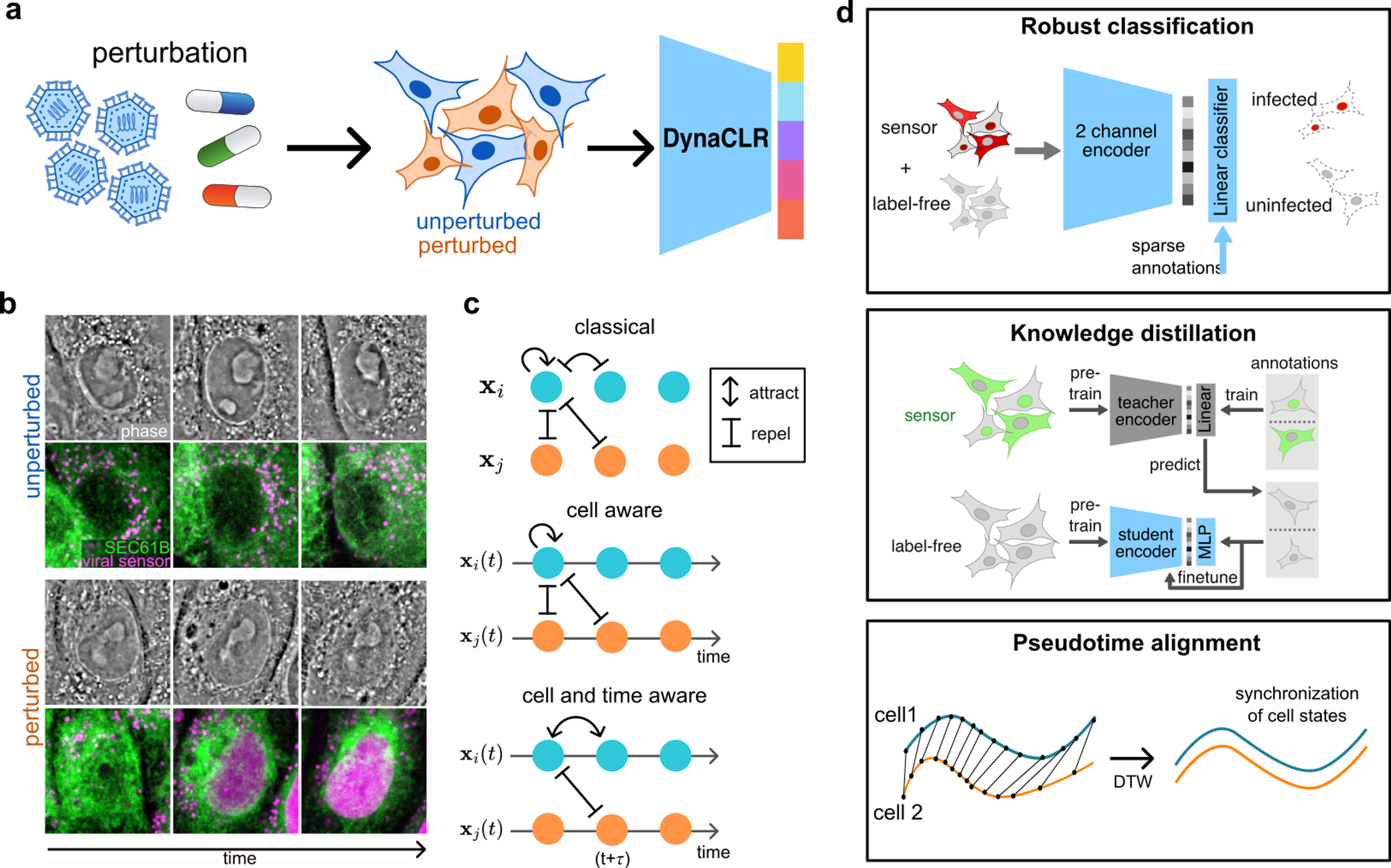 DynaCLR summary figure
