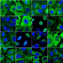 A collage of fluorescence microscopy images showing various organelles in the A549 cells.