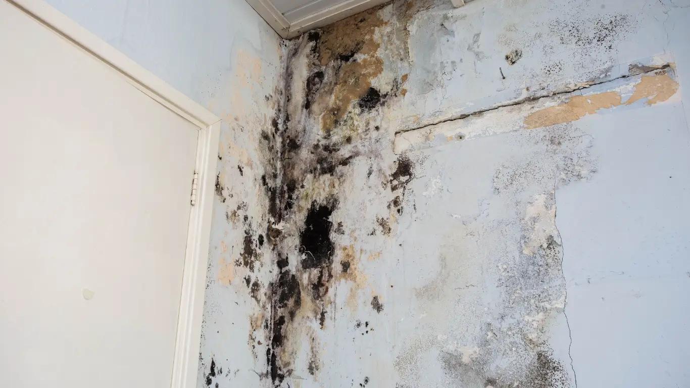 Beware of Allergens and Mold