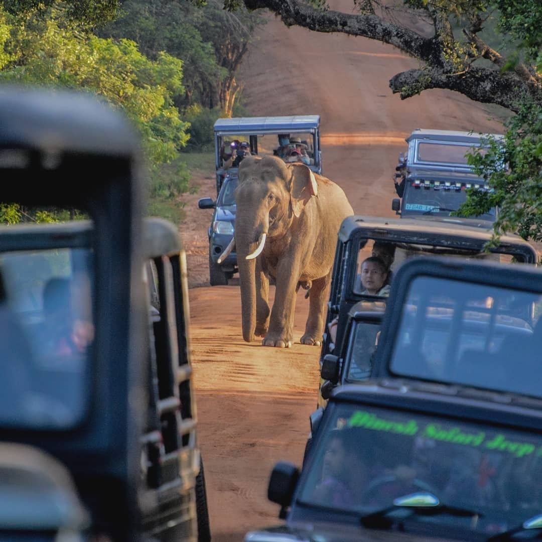 Yala National Park