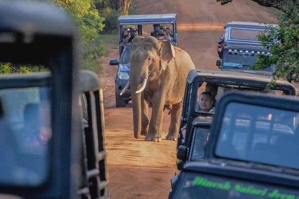 Yala National Park