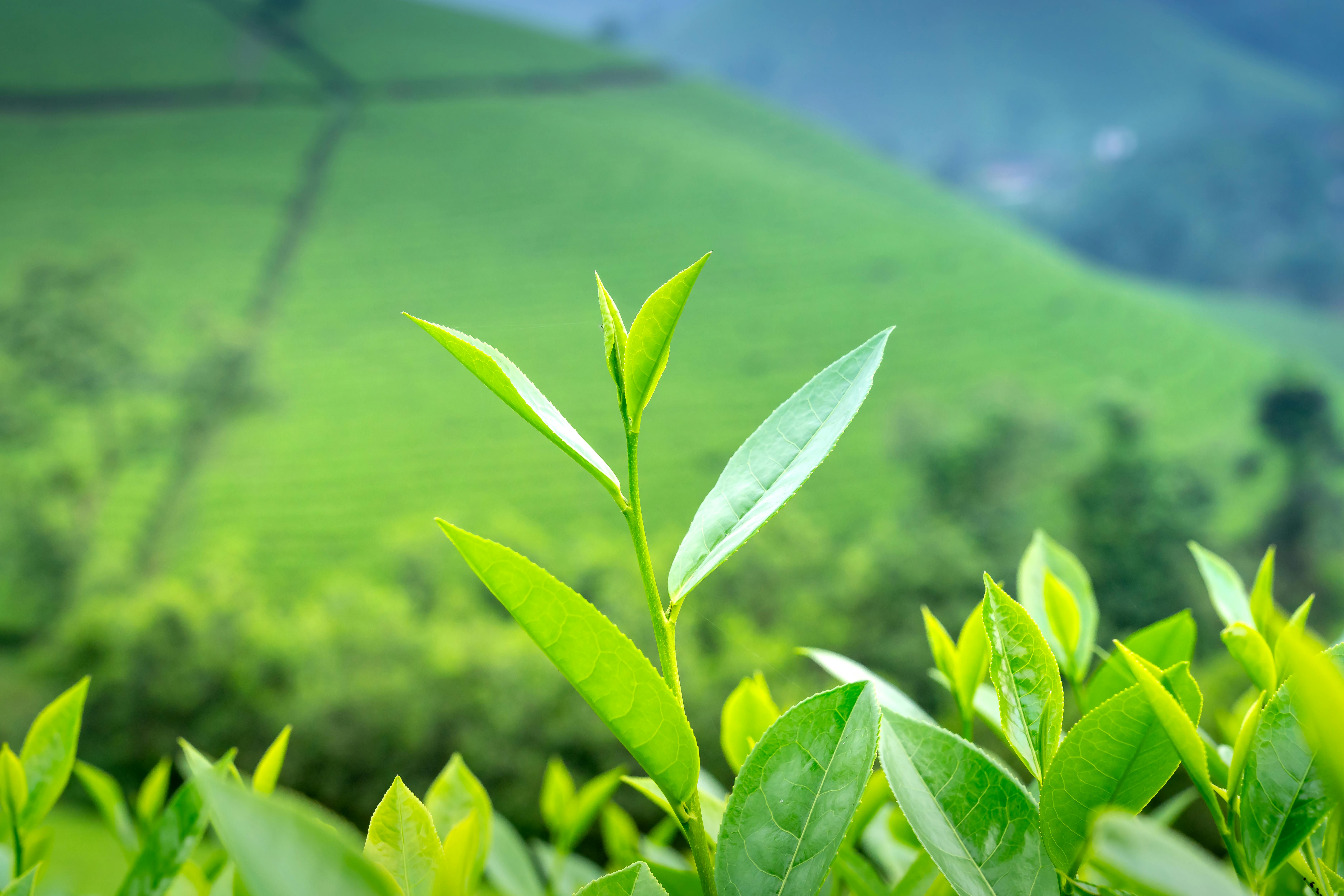 The History of Tea