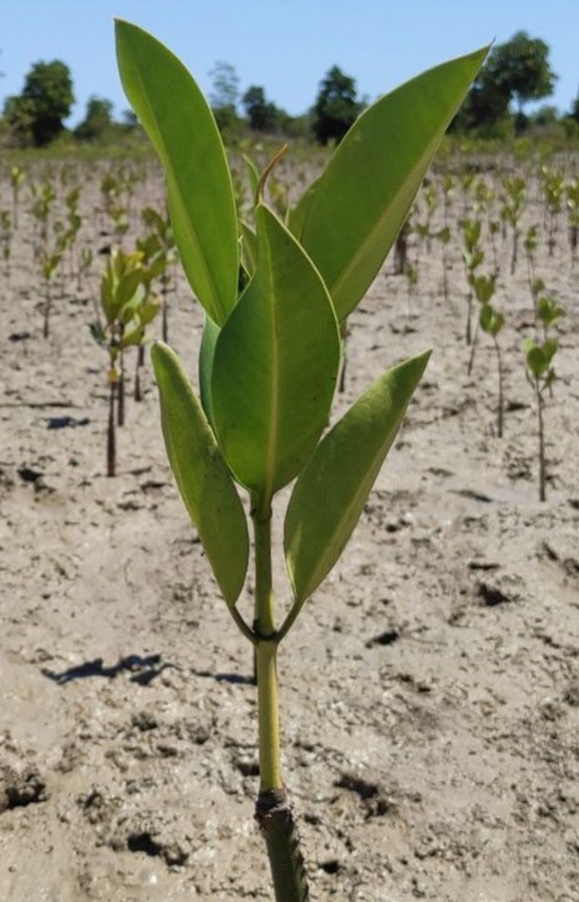 plant in mangrove