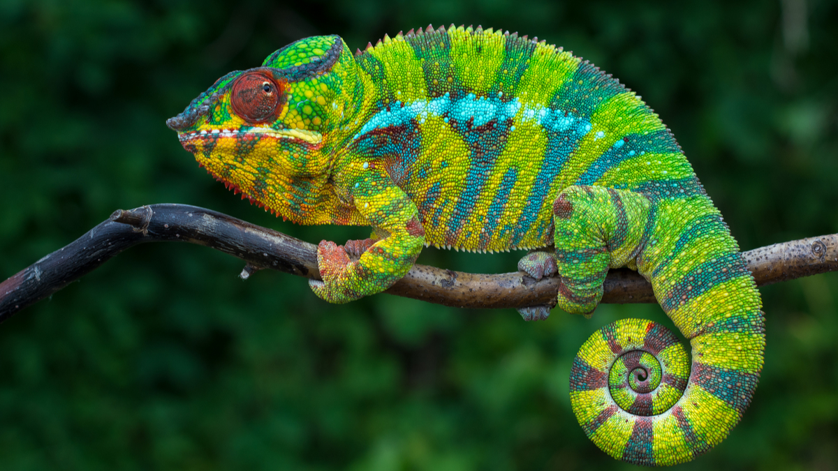 cameleon