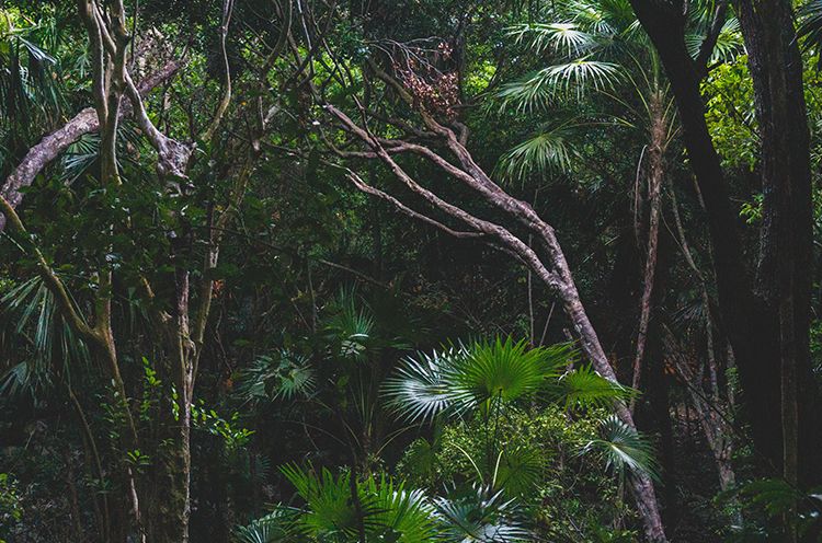 A Group Of Palm Trees Next To A Tree