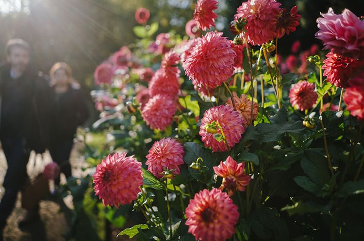 A Close Up Of A Flower