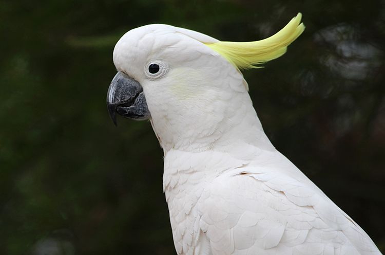 A Close Up Of A Bird