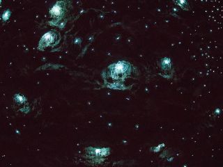 Tamborine Mountain glow worm caves