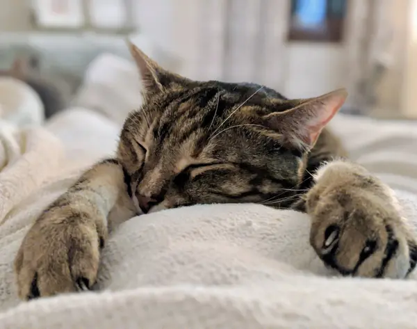 A torbie cat napping peacefully with paws extended