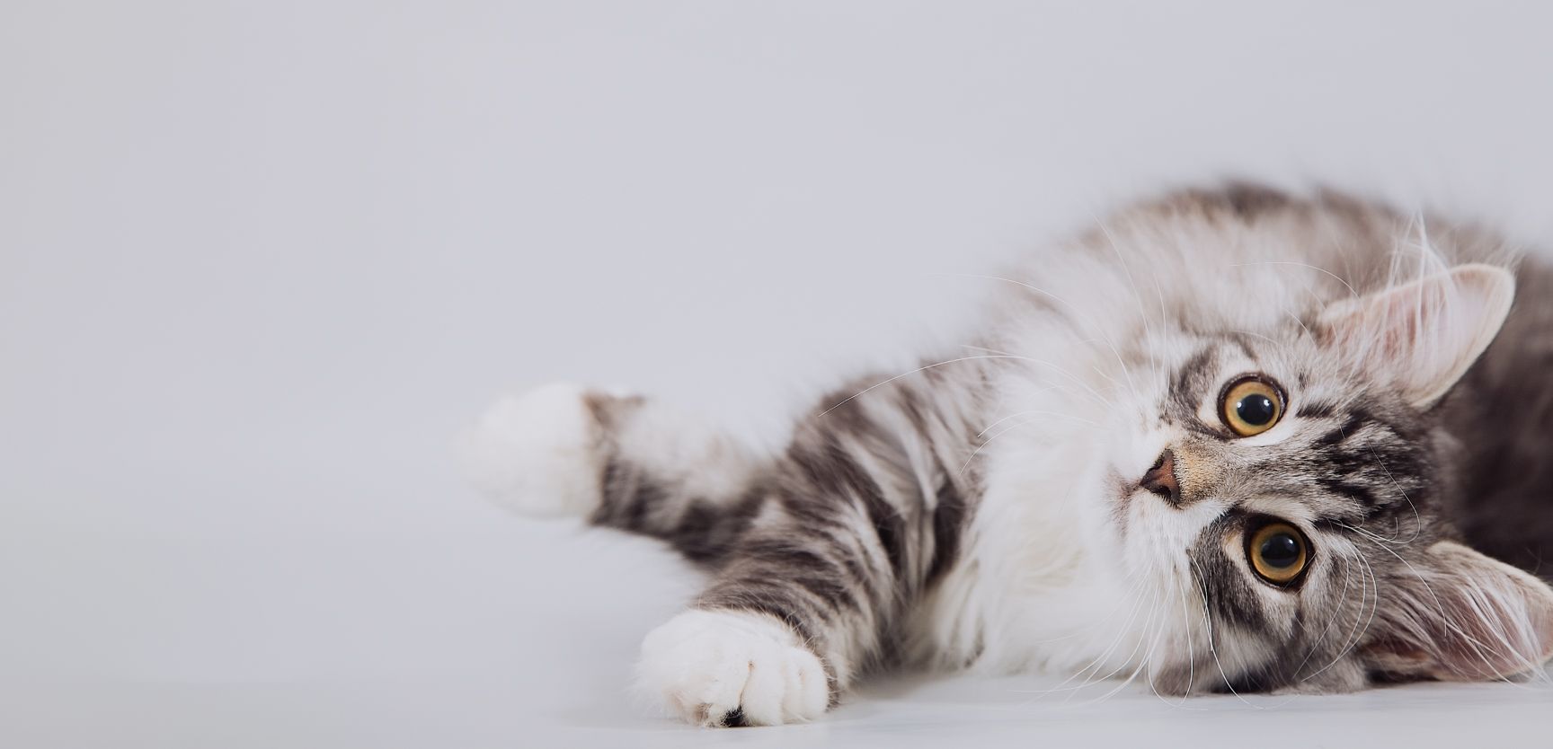 A playful cat on its side