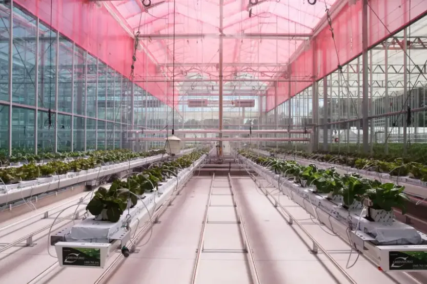 Trial of the LLEAF material in a greenhouse at Western Sydney University