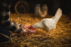 AI that detects chicken distress calls could improve farm conditions