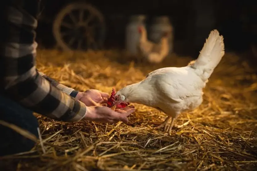 A farmer hand feeding a white chicken