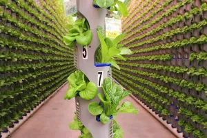 Vertical farm cuts energy use 75 per cent by using sunlight