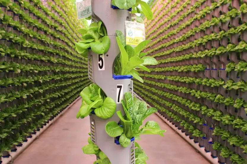 Rows of lettuce growing in Eden Green’s vertical farm in a greenhouse