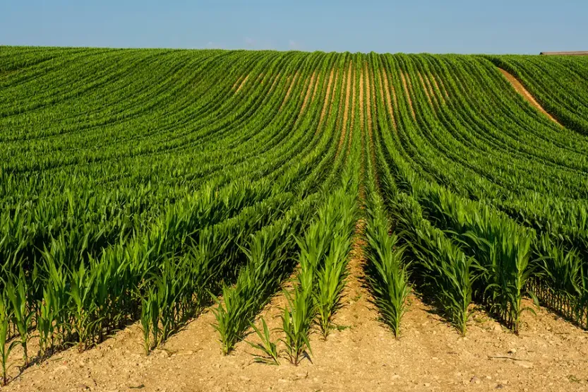 A field of maize in the Limagne plain, France