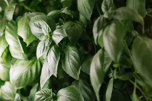 The Science of Aeroponics: Growing Crops That Taste Better