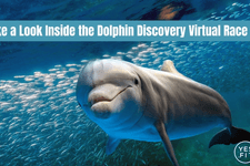 Take a Look Inside the Dolphin Discovery Virtual Race card image