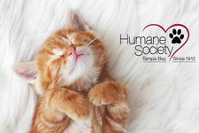 Yes.Fit Partners with The Humane Society of Tampa Bay for The Cat’s Meow Virtual Race card image