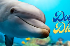 Take a Look Inside the Dolphin Discovery Virtual Race card image