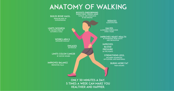 Anatomy of Walking