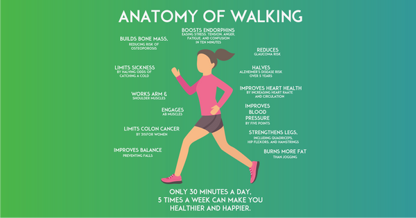 Anatomy of Walking