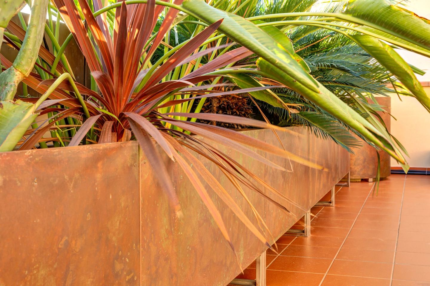 Una cordyline in primo piano, il terrazzo che continua dietro