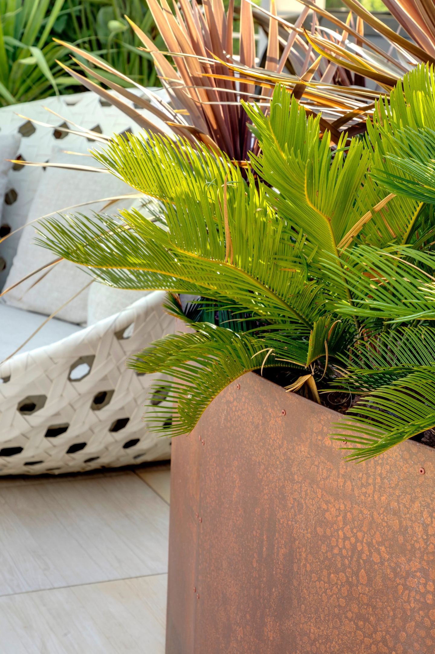 Cycad in a perforated white planter