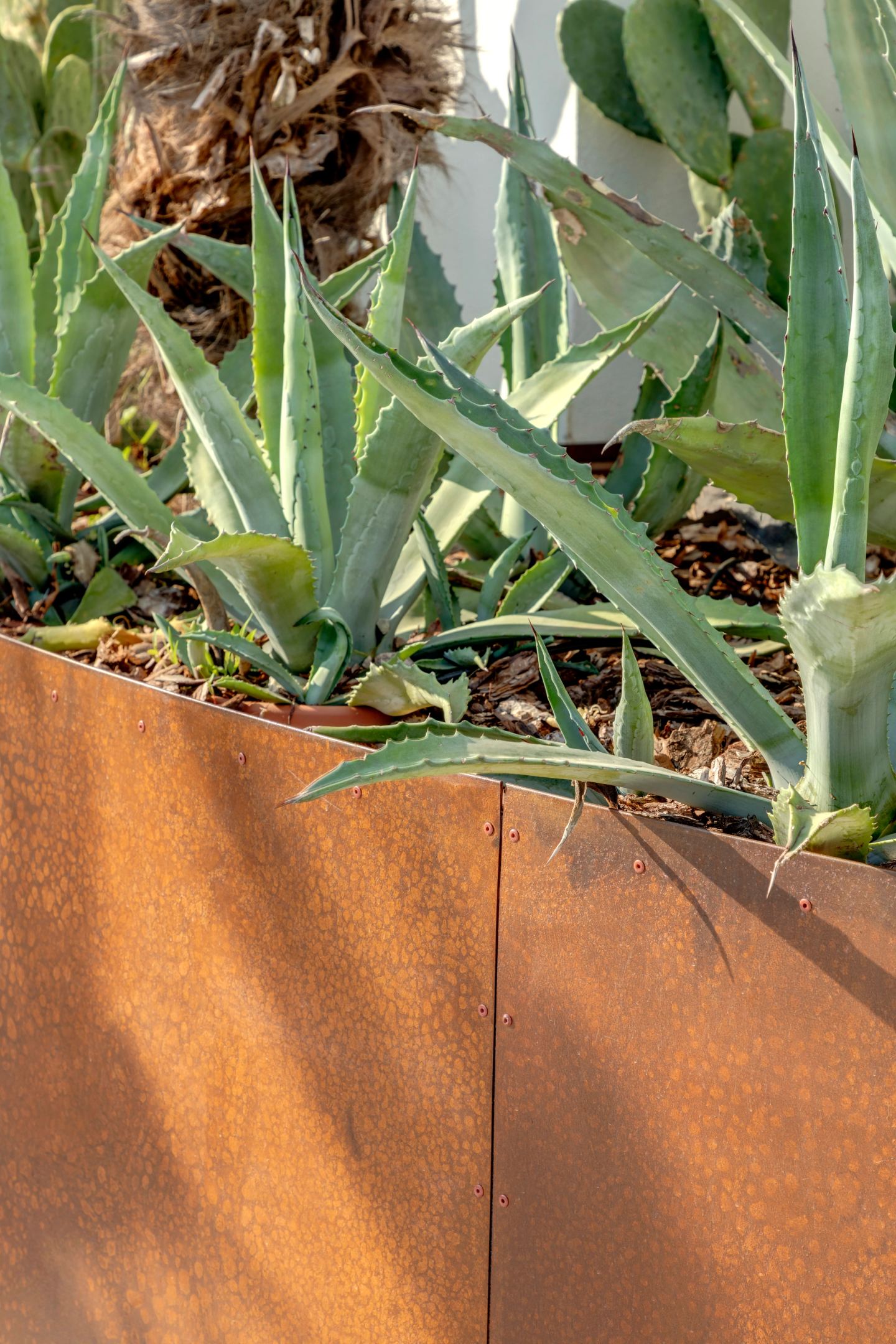 Agave and cactus in weathered steel