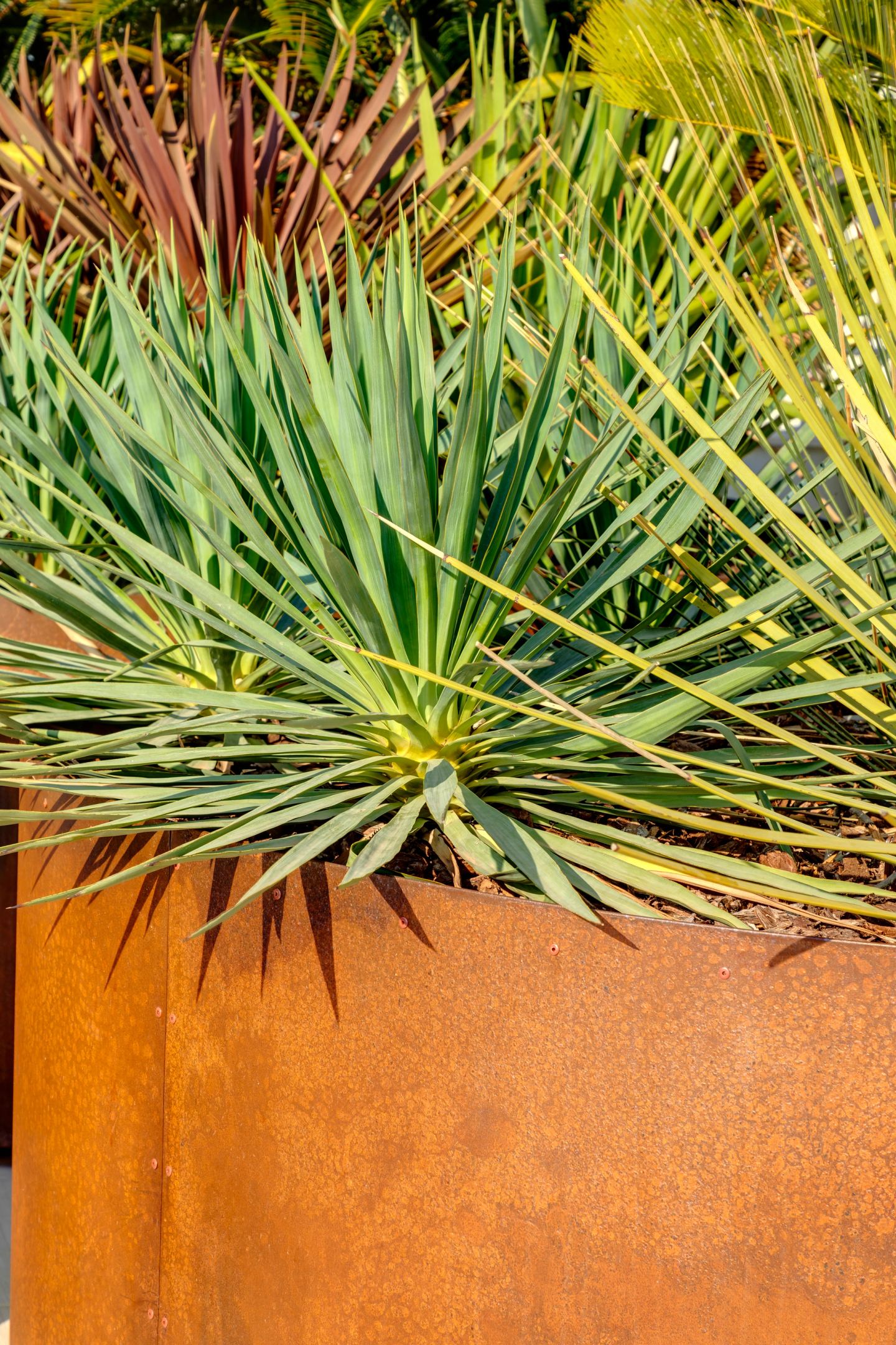 Yucca in corten, close