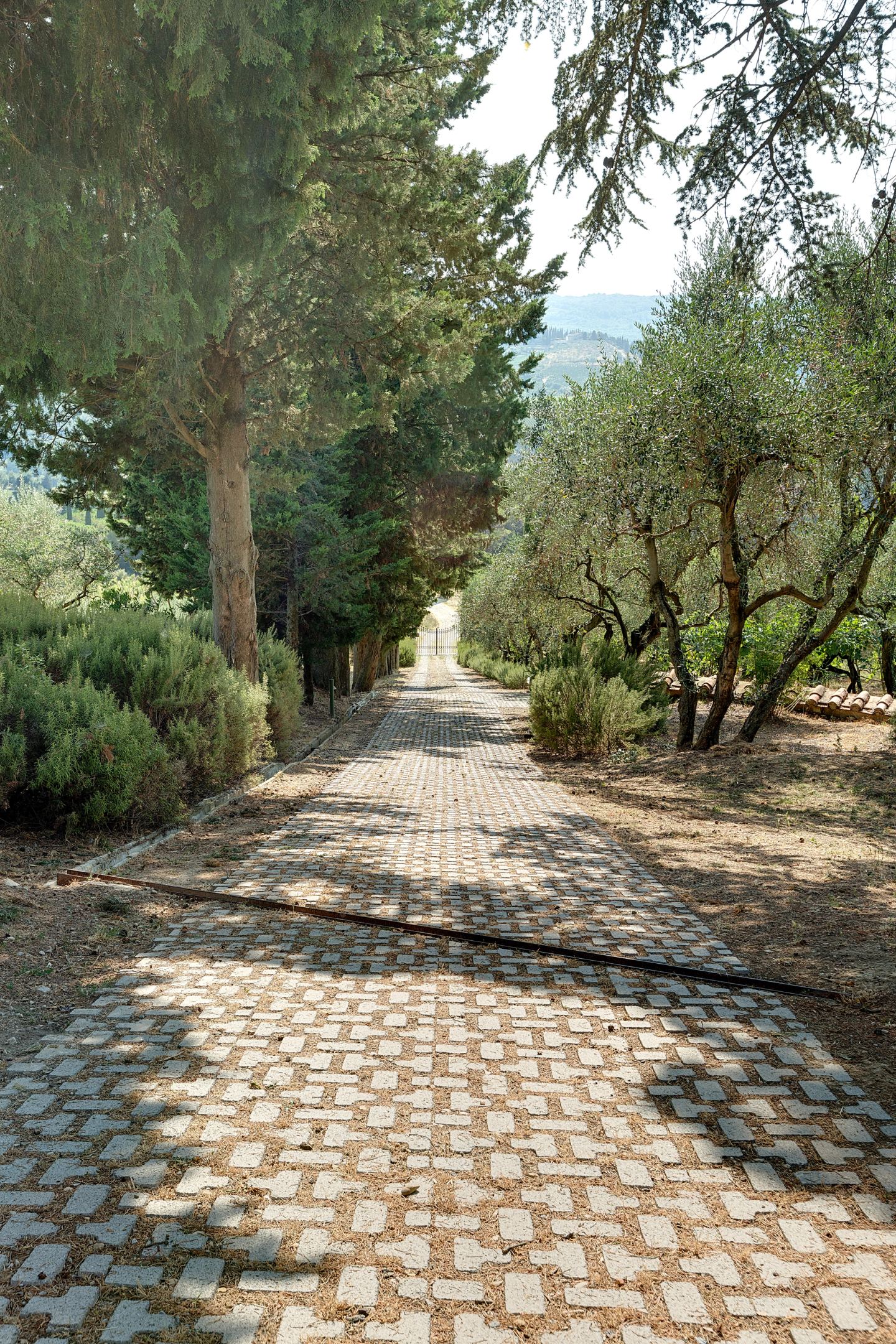 Il ciottolato sotto gli alberi