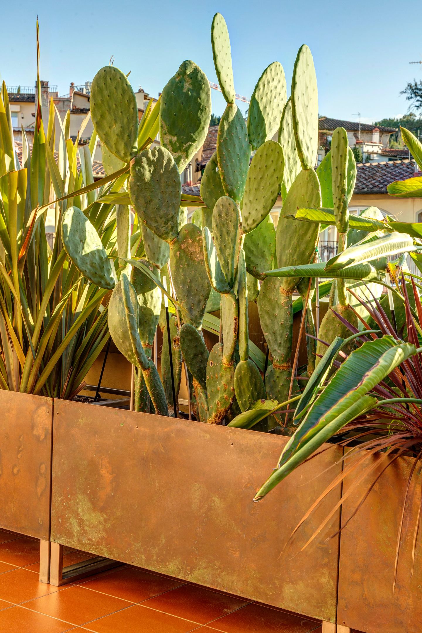 Cactus e sansevieria in una fioriera in rame