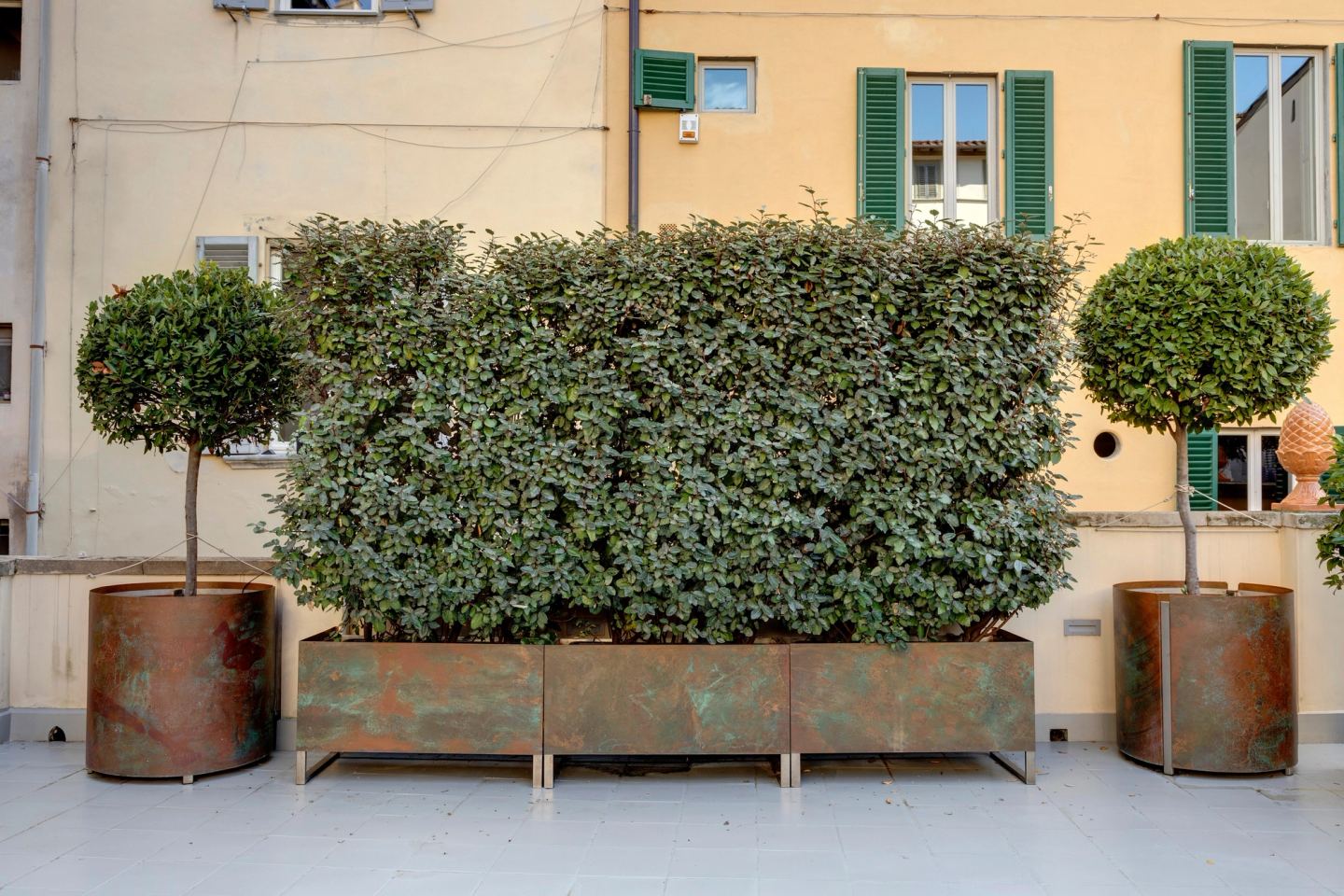 Una lunga fioriera di siepe fitta tra due vasi tondi con piccoli alberi