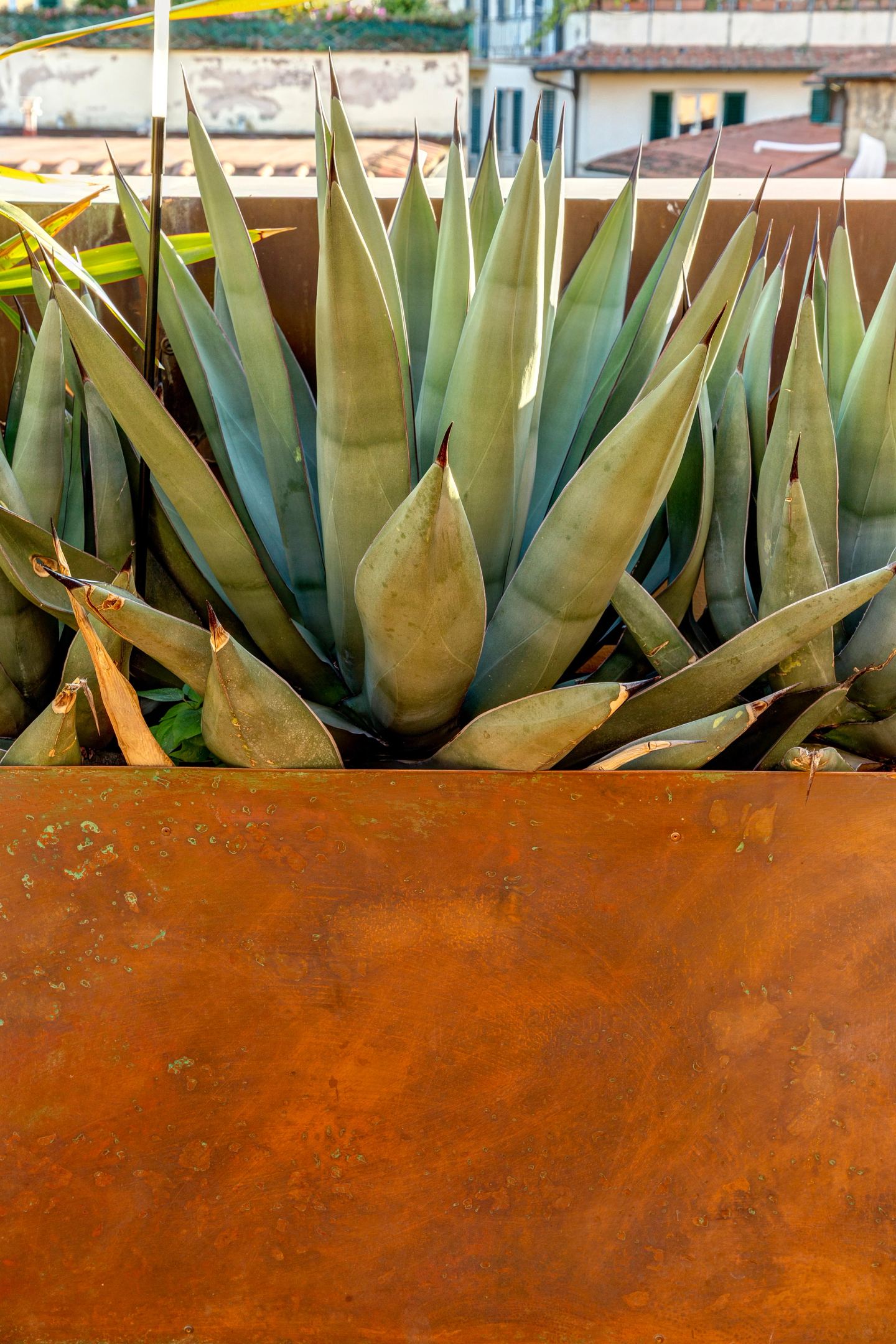 Agave nel rame ossidato, da vicino
