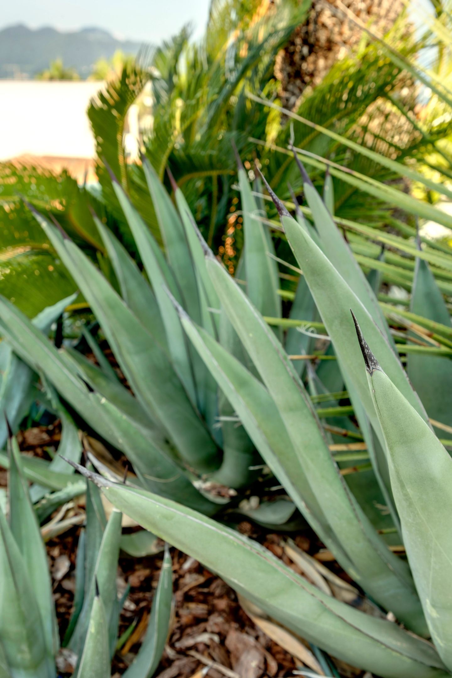Agave leaves, close