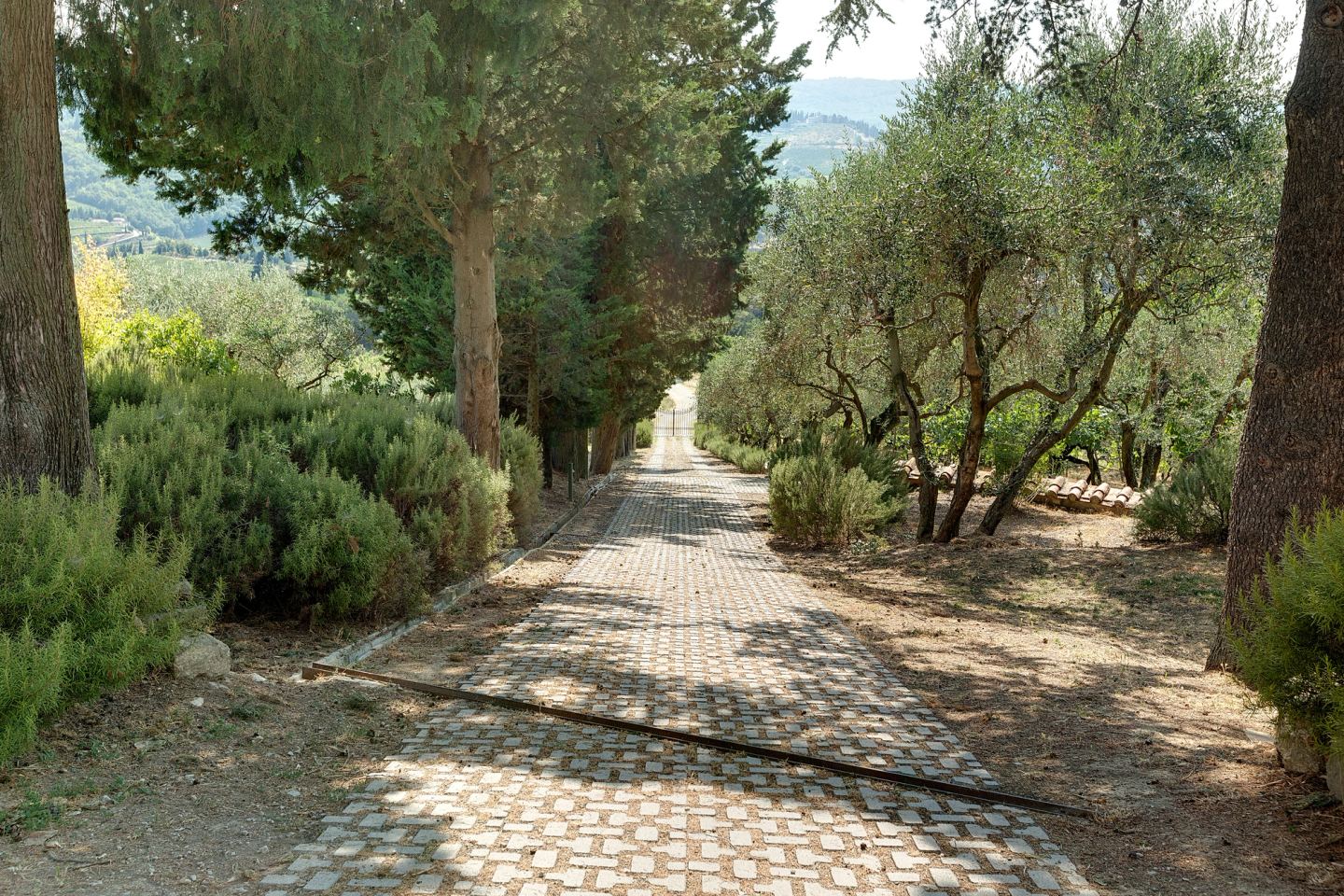 La strada che esce tra gli olivi