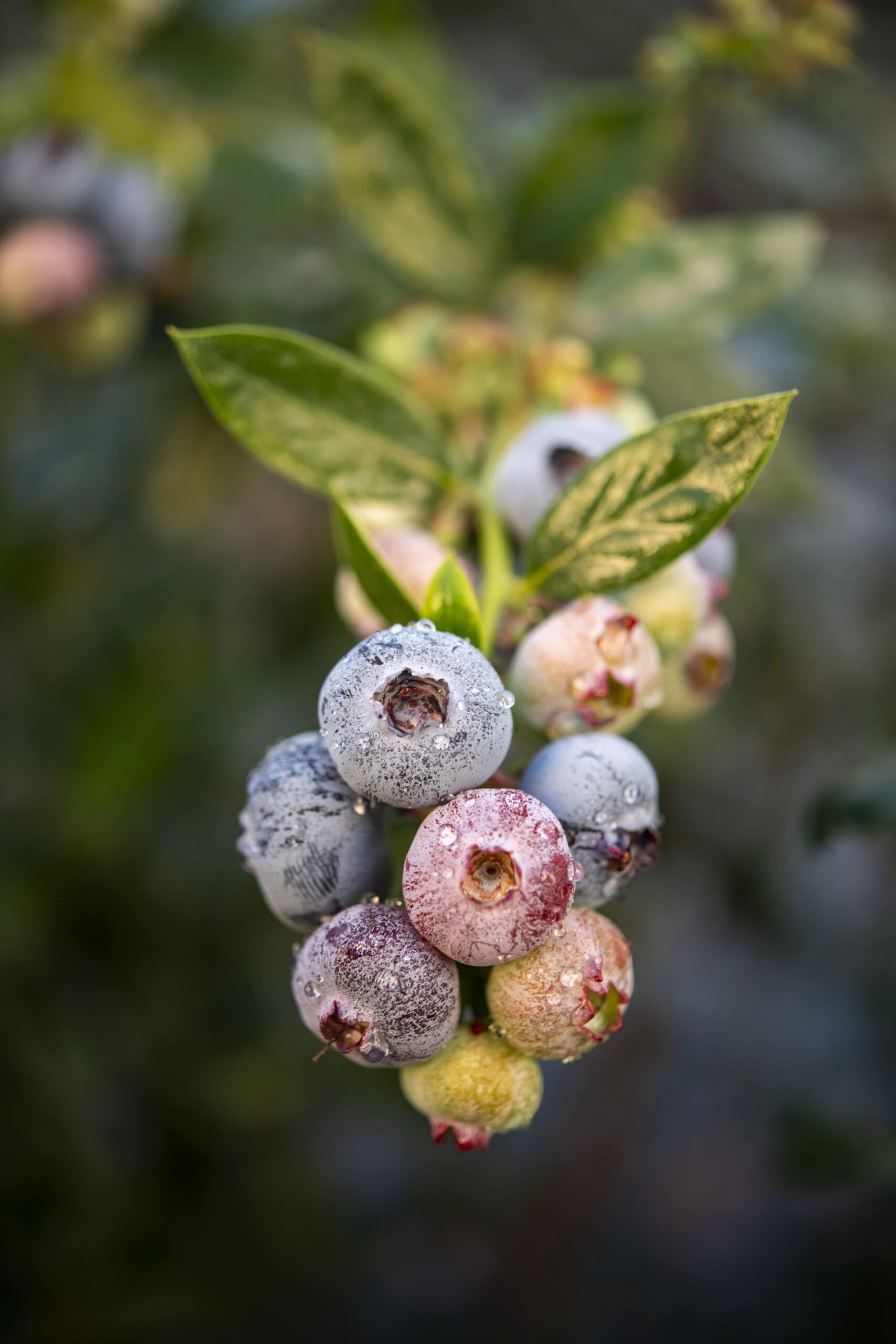 Cluster of ripening blueberries with dewdrops on a leafy branch