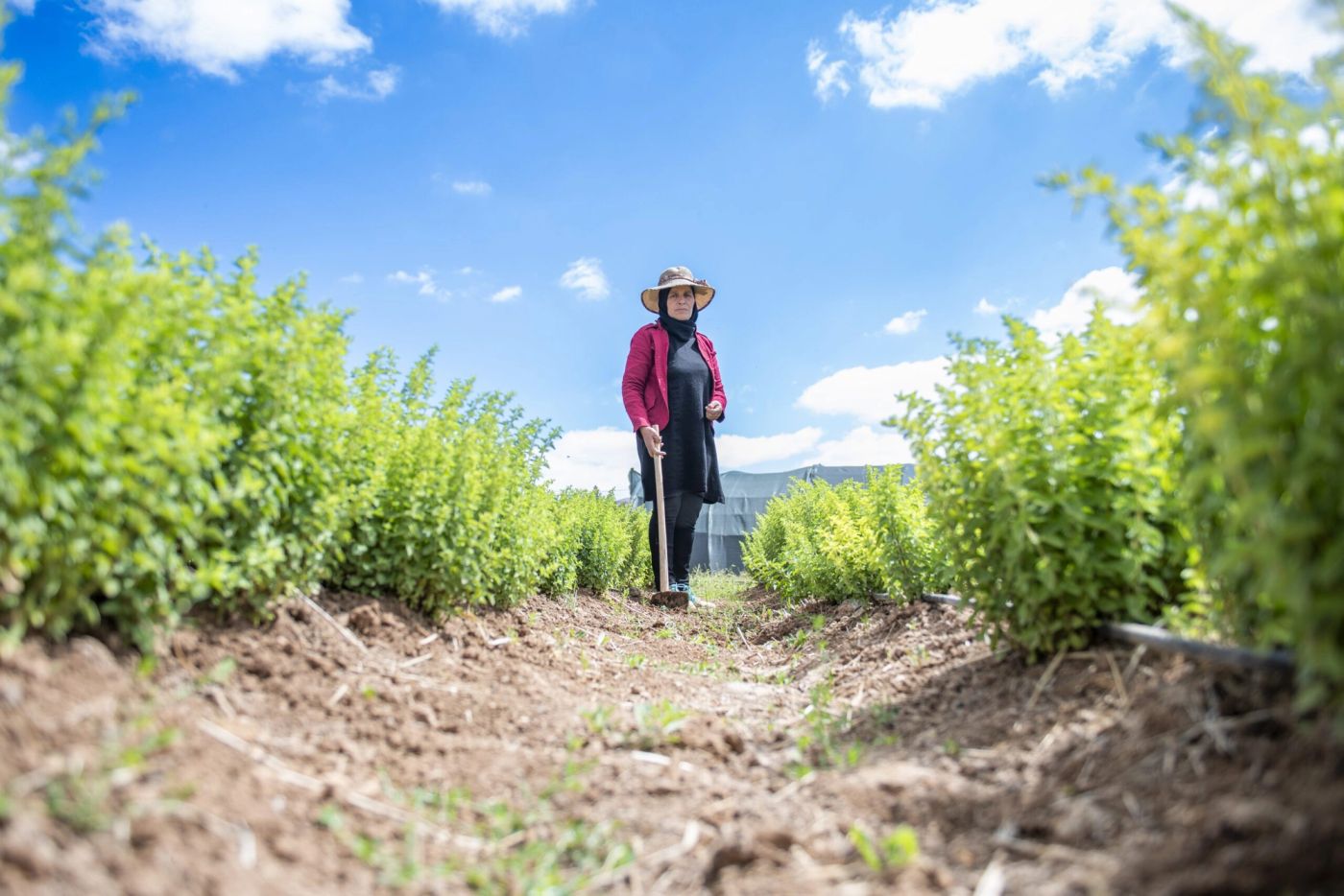 Woman in sun hat with a hoe standing on a furrow between rows of green crops