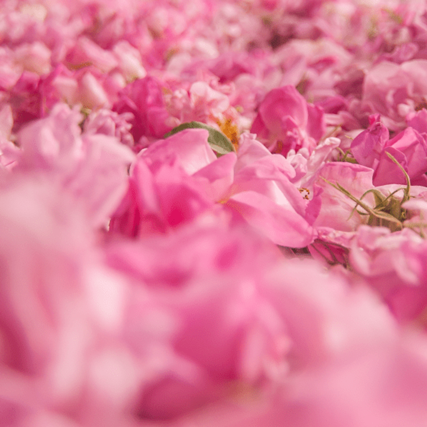 Festival of Roses — photograph 1